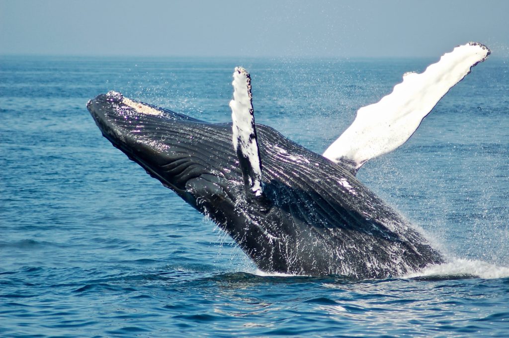 Balene (Sperm Whale)